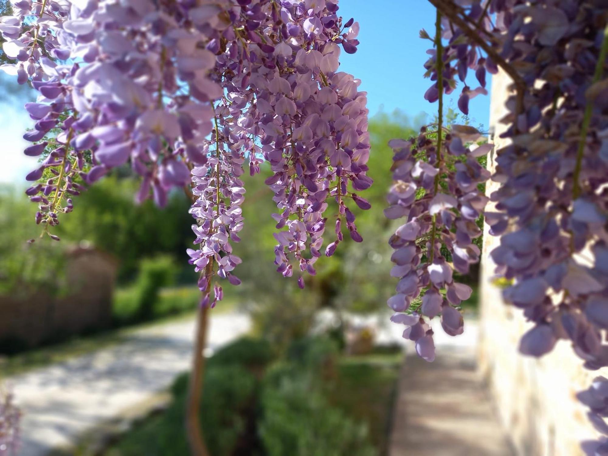 Il Casale Di Aurora Country House Colmurano Bagian luar foto