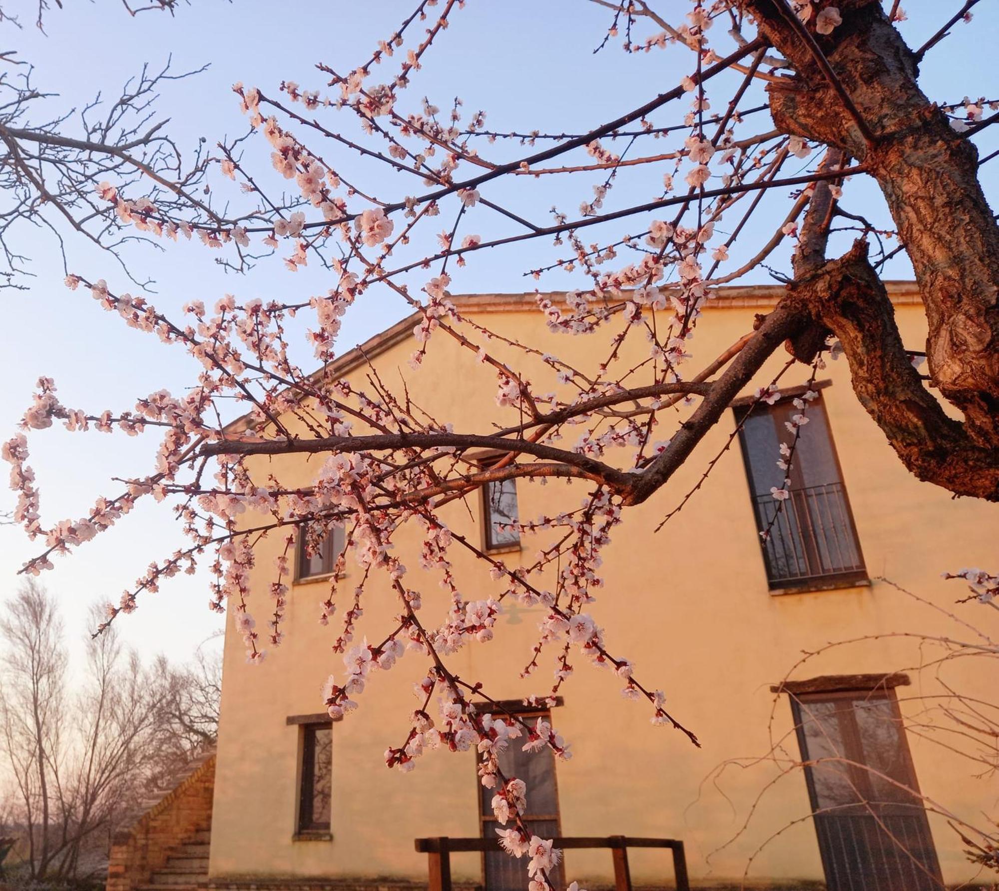 Il Casale Di Aurora Country House Colmurano Bagian luar foto